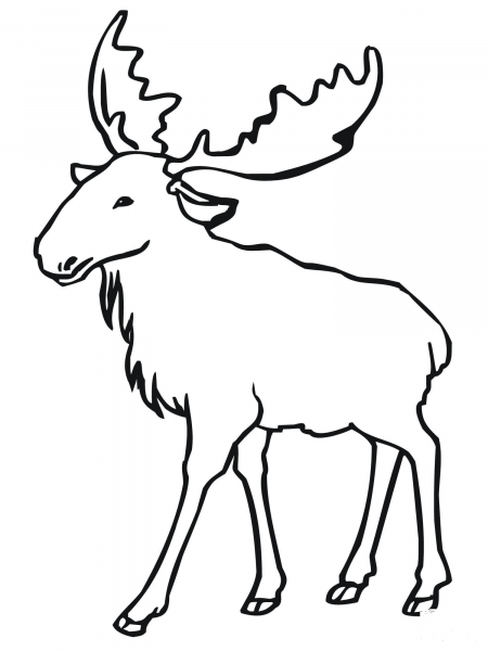 Eurasian Elk (moose) coloring page image