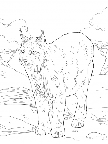 Eurasian Lynx coloring page image