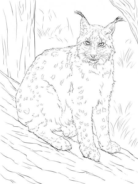 Eurasian Lynx coloring page image