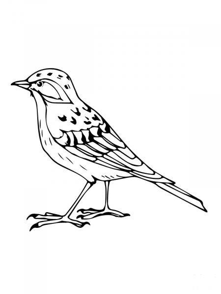 Eurasian Skylark coloring page image