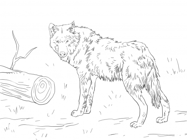 Euroasian Wolf coloring page image