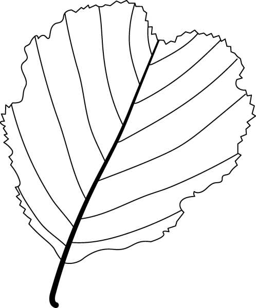 European Alder Leaf coloring page - ColouringPages