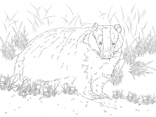 European Badger coloring page image