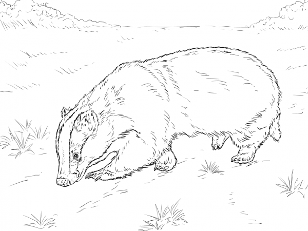 European Badger Sniffing Ground coloring page image