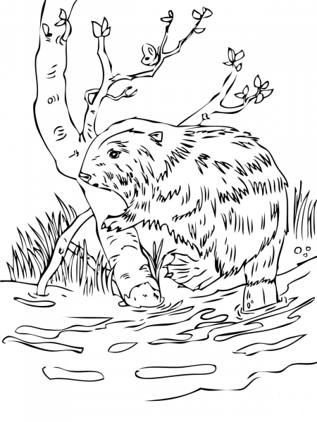 European Beaver coloring page image