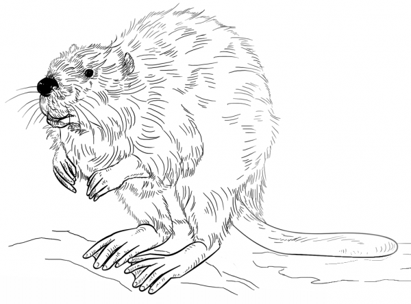 European beaver coloring page image