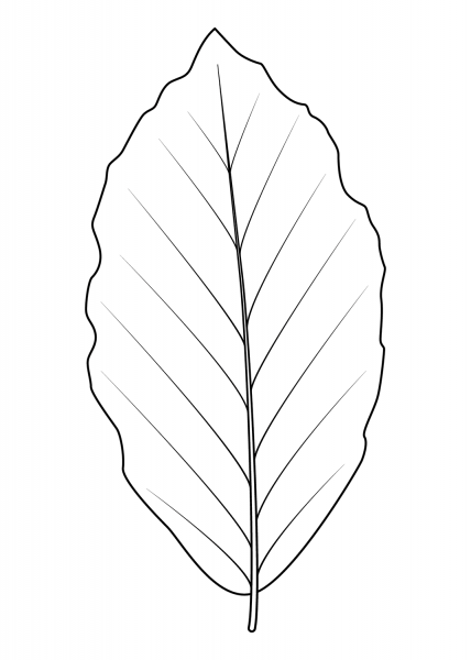 European Beech Leaf coloring page image