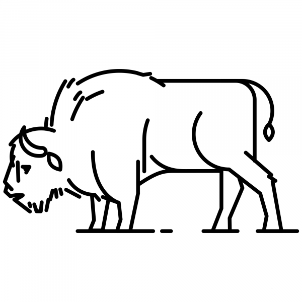 European Bison coloring page image