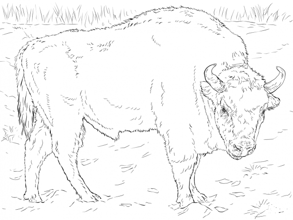 European Bison coloring page image