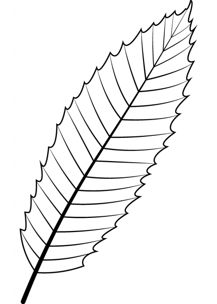 European Chestnut Leaf coloring page image