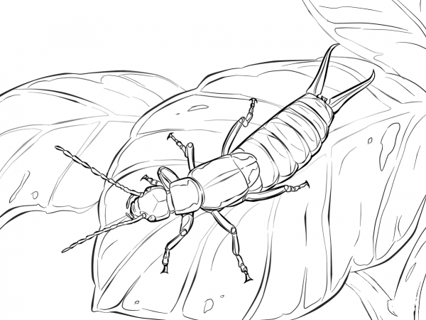 European Earwig coloring page image
