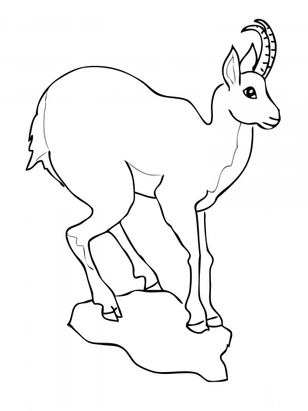 European Goat Antelope Chamois coloring page image