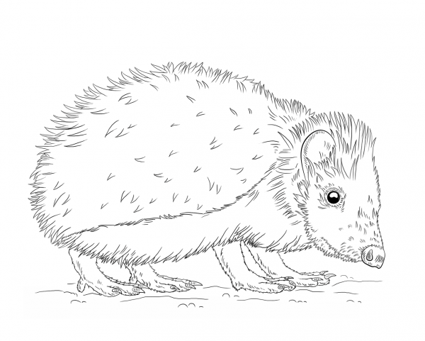 European Hedgehog coloring page image