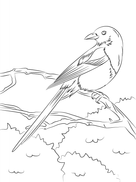 European Magpie coloring page image