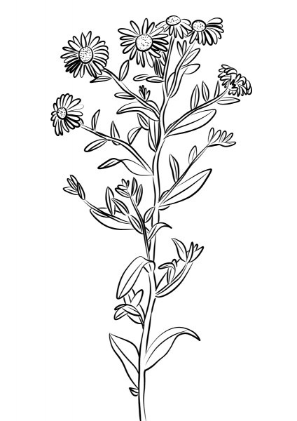 European Michaelmas-daisy coloring page image