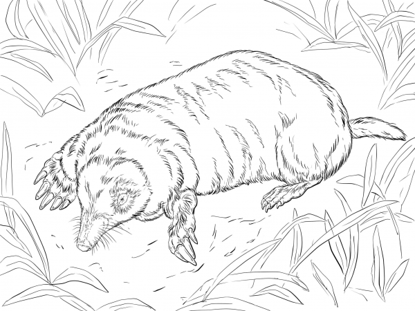 European Mole coloring page image