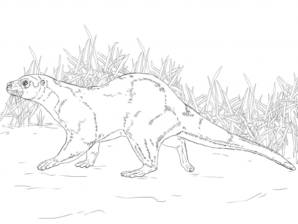 European Otter coloring page image