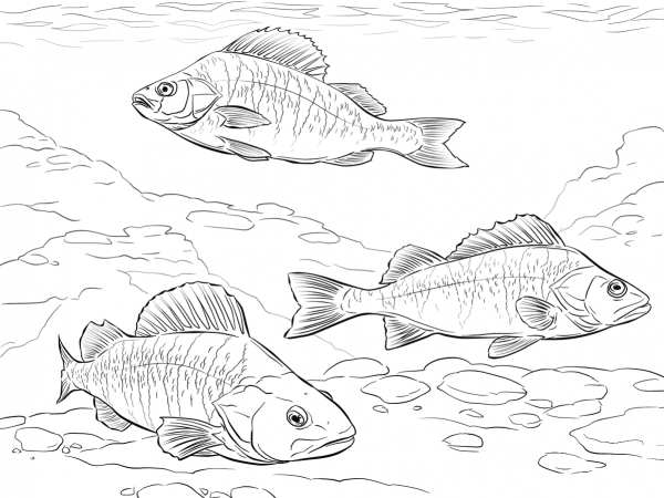 European Perch coloring page image