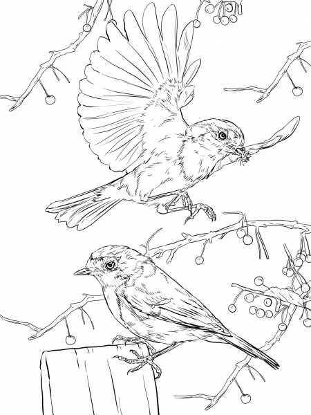 European Robins coloring page image
