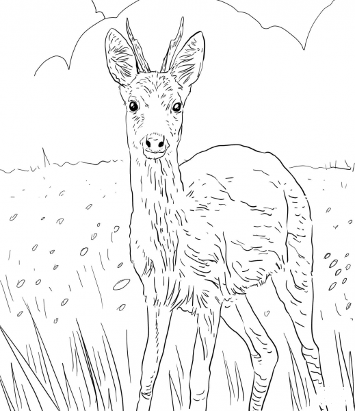 European Roe Deer coloring page image