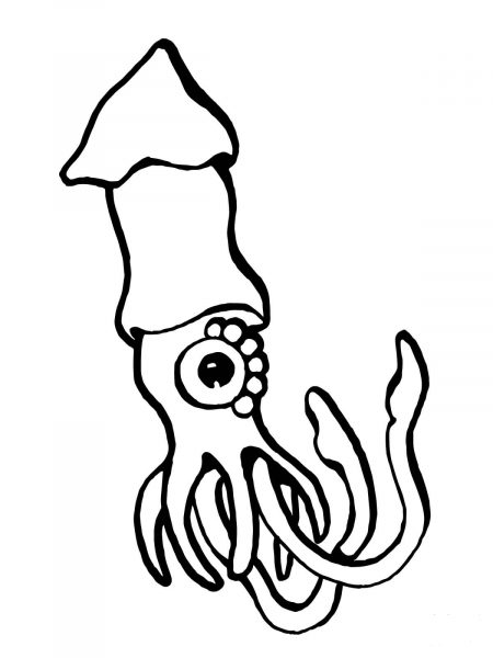 European Squid coloring page image