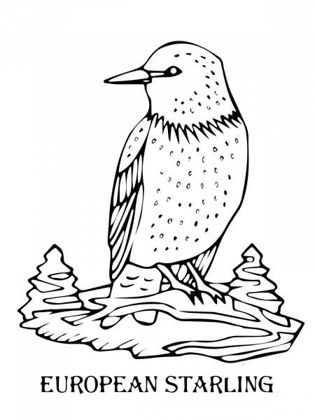 European Starling coloring page image