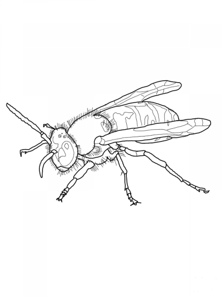 European Wasp coloring page image