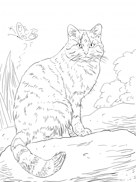 European Wild Cat coloring page image