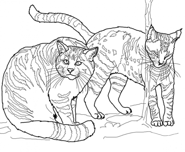 European Wildcats coloring page image