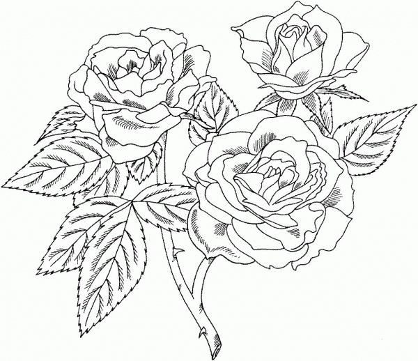 Europeana Floribunda Rose coloring page image