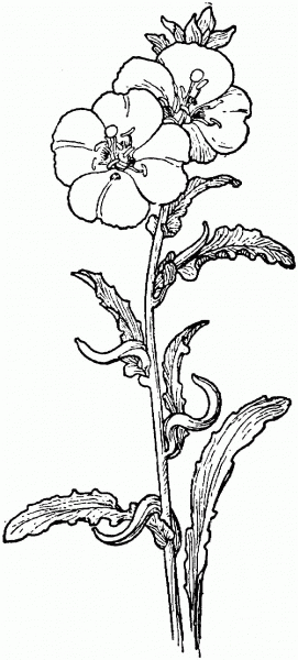 Evening Primrose coloring page image