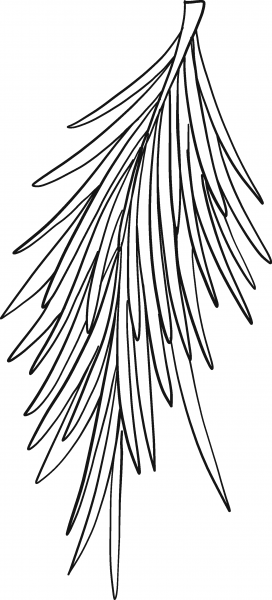 Evergreen Tree Branch coloring page image