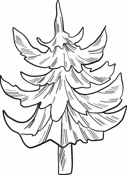 Evergreen Tree coloring page image