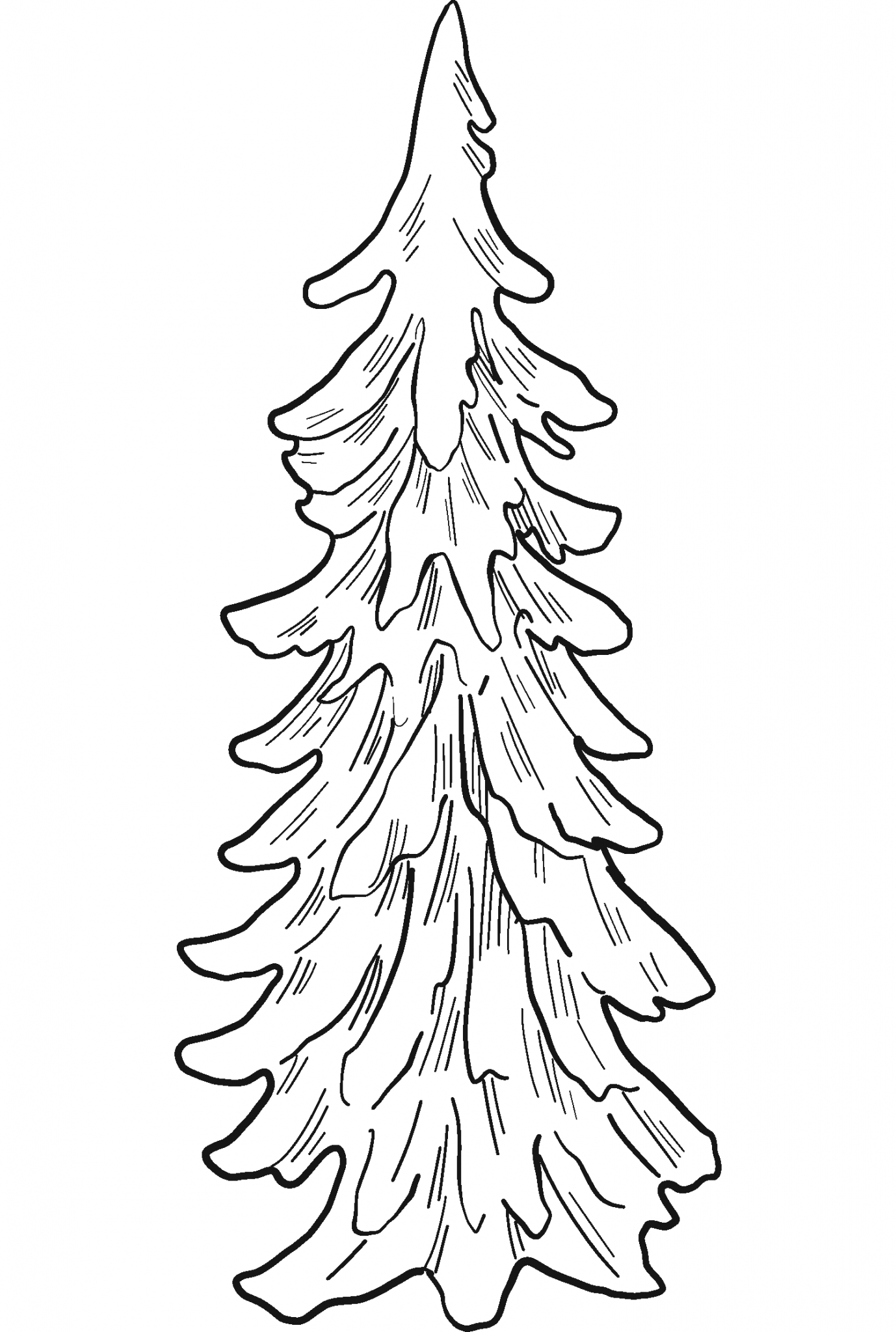 Evergreen Tree coloring page - ColouringPages