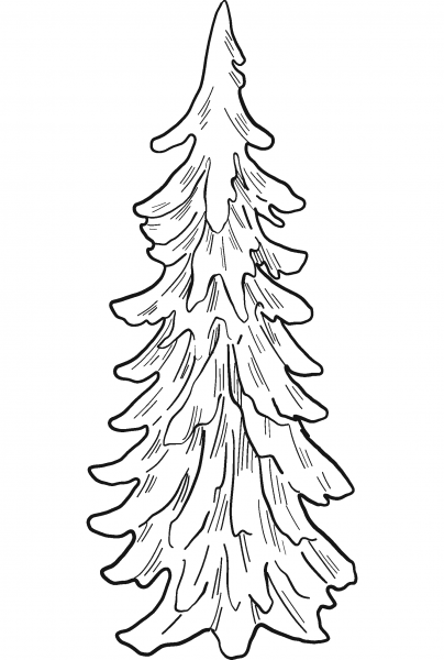 Evergreen Tree coloring page image