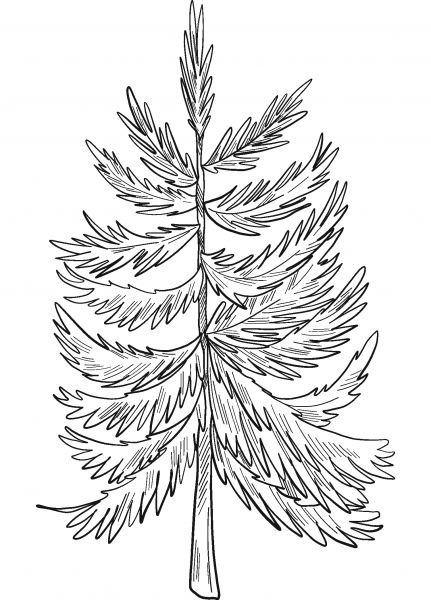 Evergreen Tree coloring page image