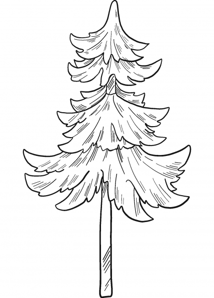 Evergreen Tree coloring page image