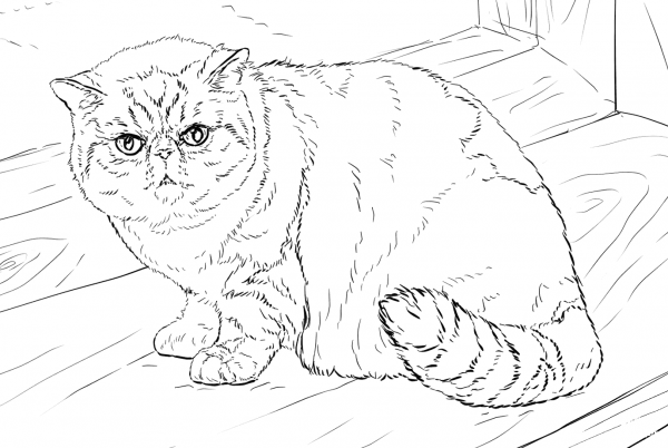 Exotic Shorthair Cat coloring page image