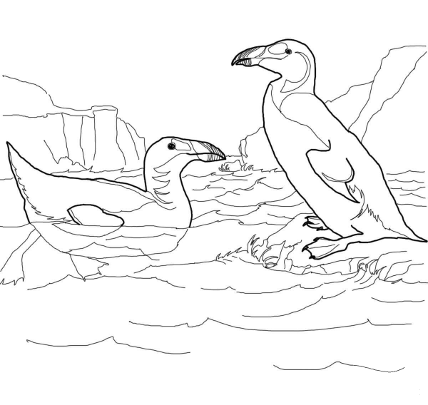 Extinct Great Auk coloring page image