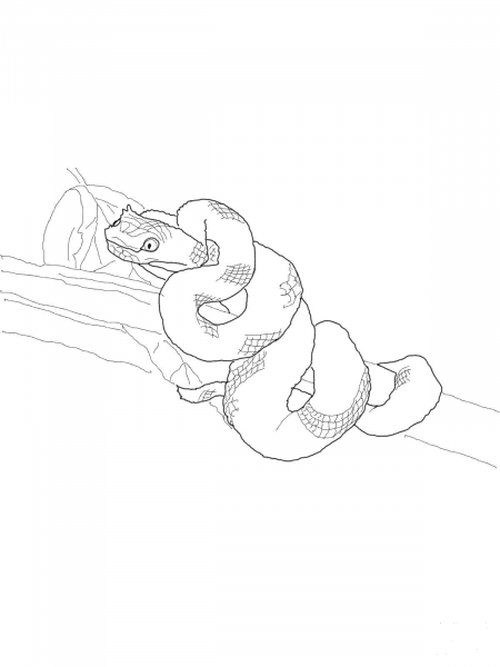 Eyelash Viper coloring page image