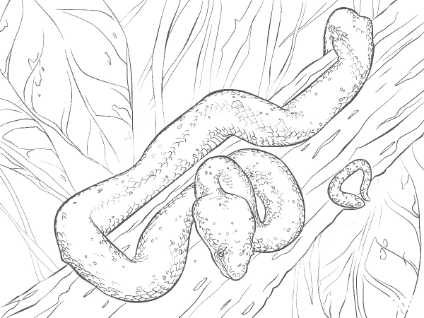 Eyelash Viper on a Tree coloring page image