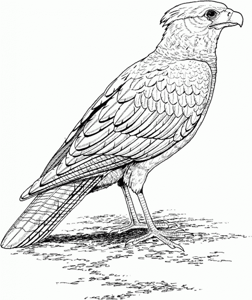 Falcon coloring page image