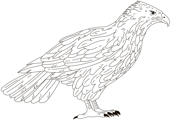Falcon coloring page image