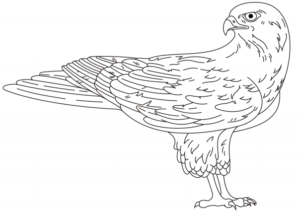 Falcon coloring page image