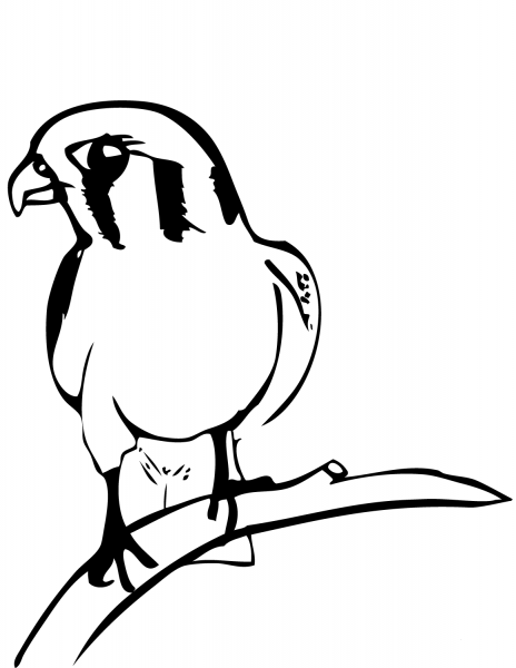 Falcon on Branch coloring page image