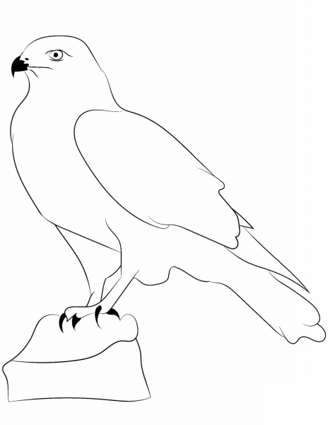 Falcon Outline coloring page image