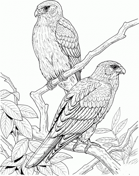 Falcons On The Tree coloring page image