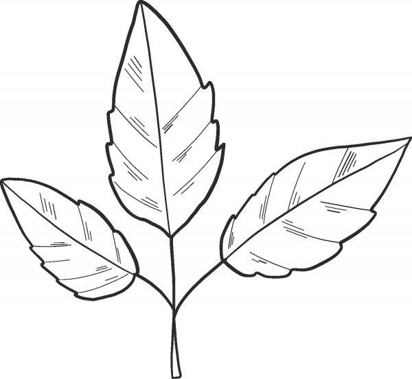 Fall Leaves coloring page image