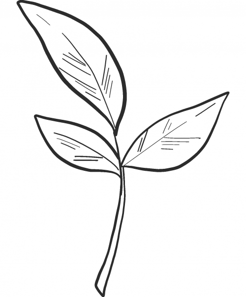 Fall Leaves coloring page image