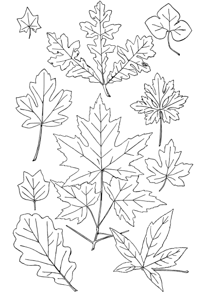 Fall Leaves coloring page image
